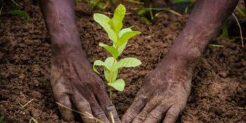 APRÈS LES CÉRÉMONIES DU 1ER JUIN : Que deviennent les plants mis en terre ?