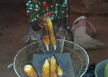 CONSOMMATION DU MAÏS FRAIS GRILLE, Une alimentation saisonnière à forte valeur nutritionnelle .Le Professeur Adébayo Alassani en parle